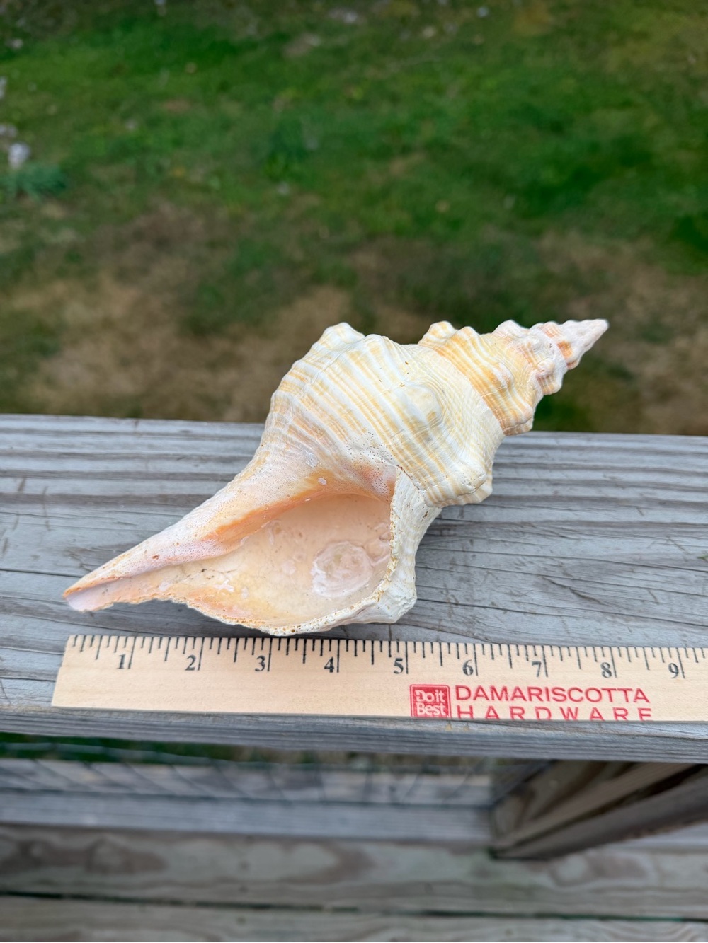 5 Large SeaShells | 🐚 Read Description - Picture 2 of 13